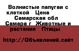 Волнистые папугаи с клеткой › Цена ­ 2 000 - Самарская обл., Самара г. Животные и растения » Птицы   